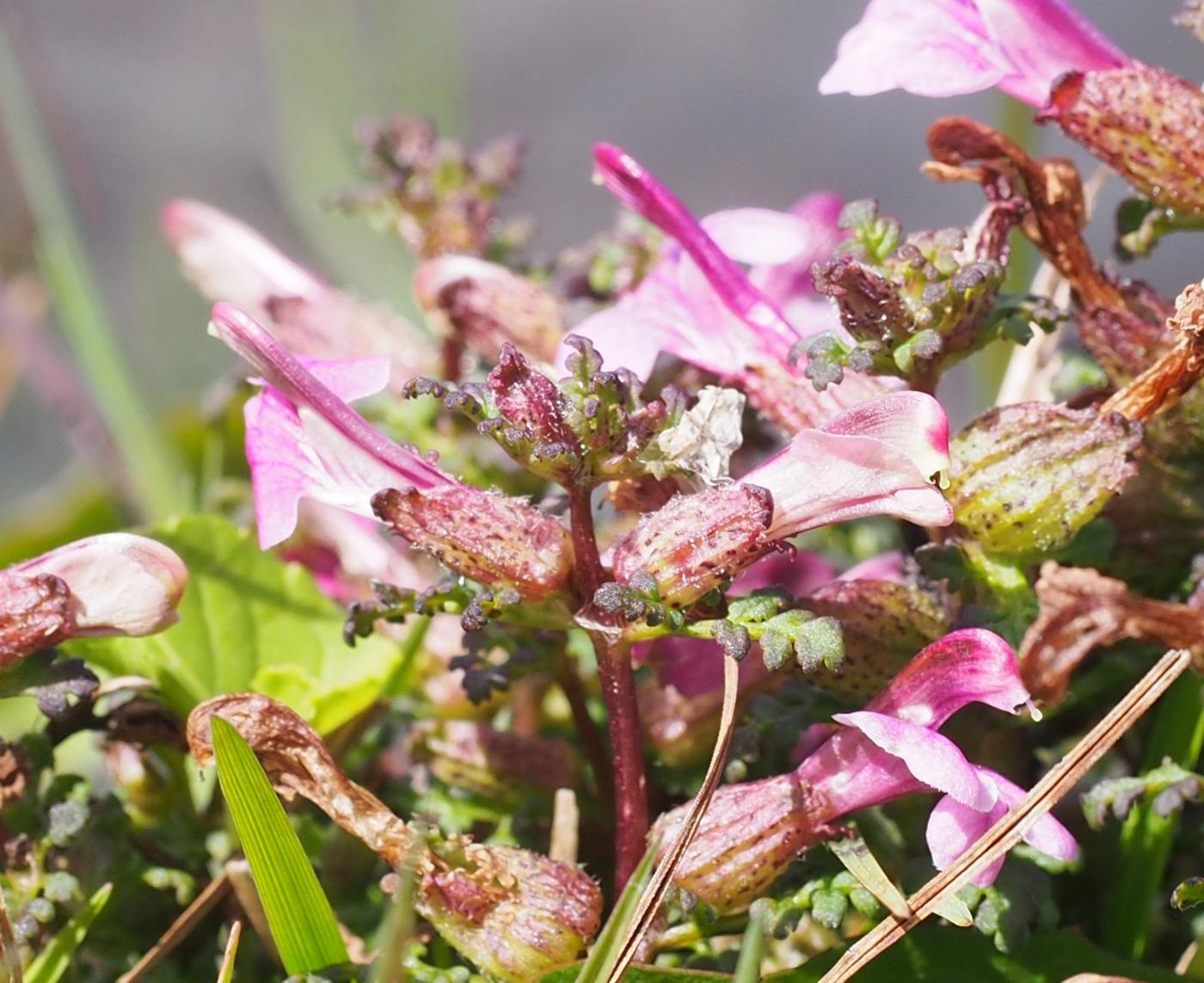 Lousewort, Marsh leaf